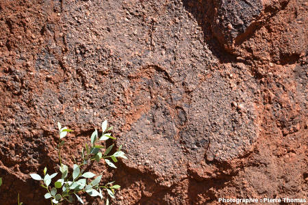 Le grès arkosique constituant Uluru