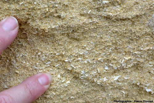 Gros plan sur la roche constituant l'affleueurement de Chinon : calcaire bioclastique mal consolidé