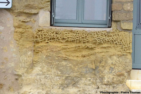 L'affleurement de calcaires bioclastiques à superbes taffonis sensu lato, Chinon (Indre et Loire)