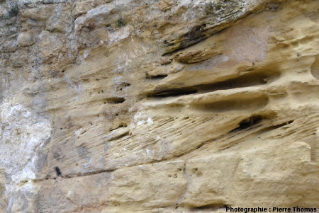Détail de l'affleurement de calcaire bioclastique turonien à érosion alvéoliare, Chinon (Indre et Loire)