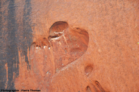 « Cœur d'Uluru », quand un taffoni devient amoureux et veut le faire savoir