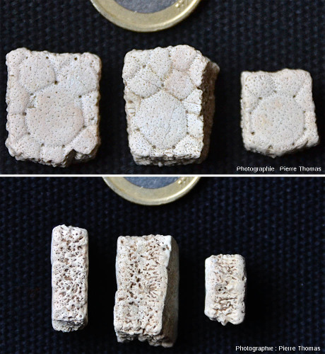 Trois fragments d'écailles de glyptodontidé vus de dessus (en haut) et par la tranche (en bas)