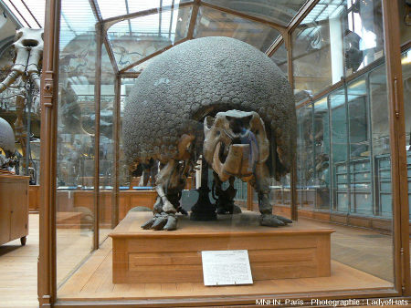 Le Glyptodon du Muséum National d'Histoire Naturelle de Paris (MNHP), avec sa carapace dorsale « en position de vie » sur son squelette