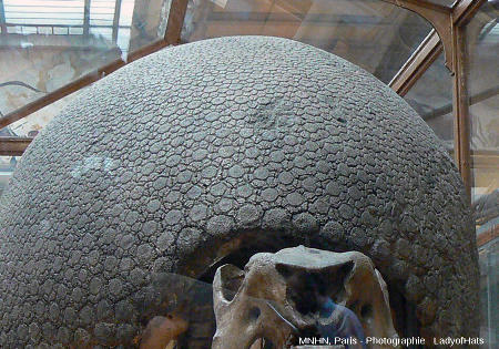 Détail sur les écailles du bord de la carapace du Glyptodon du MNHN de Paris