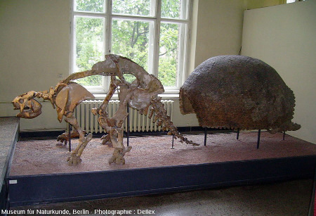 Le Glyptodon du Museum für Naturkunde de Berlin