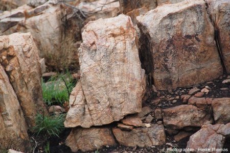 Figures sédimentaires servant de critère d'orientation dans les quartzites du substratum, site de Bobbejaanrant, Afrique du Sud