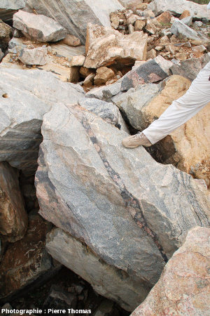 Vue d'ensemble sur un bloc de migmatite recoupé par une petite veine de brèche pseudotachylitique, carrière de Salvamento, région de Parys, Afrique du Sud