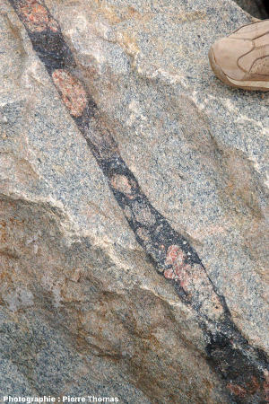 Zoom sur un bloc de migmatite recoupé par une petite veine de brèche pseudotachylitique, carrière de Salvamento, région de Parys, Afrique du Sud