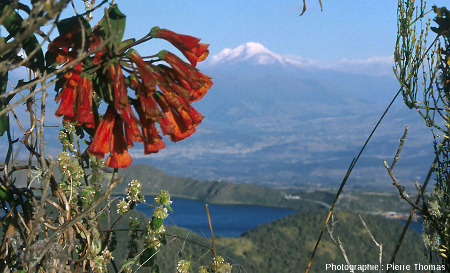 Belles fleurs sur fond de caldeira et du volcan Cayambe, Équateur
