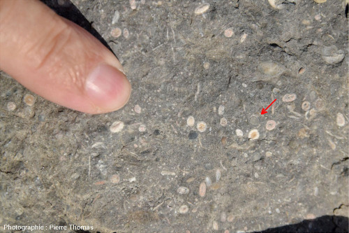Une strate très riche en alvéolines montrant une section équatoriale de nummulite (flèche rouge)