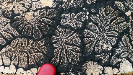 Fleurs de bitume sur un bloc de calcaire éboulé, carrière de Cournon (Puy de Dôme)