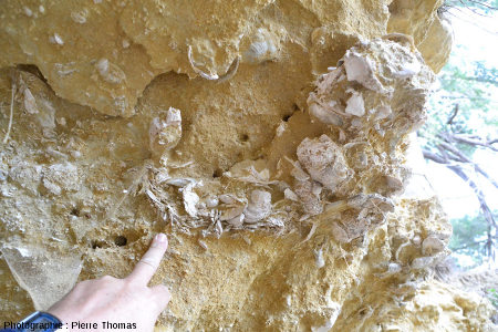Fragment de bivalve portant une superbe balane, Miocène inférieur à moyen marin, île Sainte Lucie (Aude)