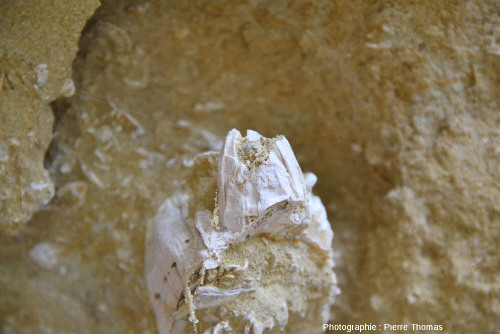 Fragment de bivalve portant une superbe balane, Miocène inférieur à moyen marin, île Sainte Lucie (Aude)