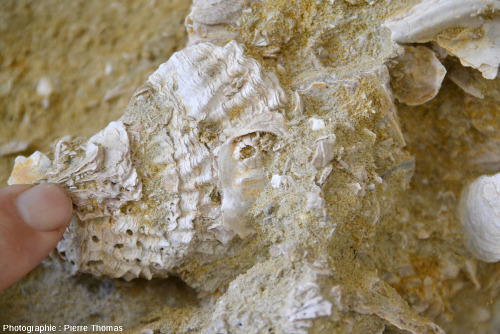 Autre banc de lumachelle dont une coquille porte une balane, Miocène inférieur moyen marin, île Sainte Lucie (Aude)