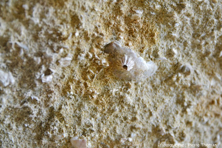 Coquille isolée au sein de sable bioclastique mal consolidé et portant une unique balane, Miocène inférieur à moyen marin, île Sainte Lucie (Aude)