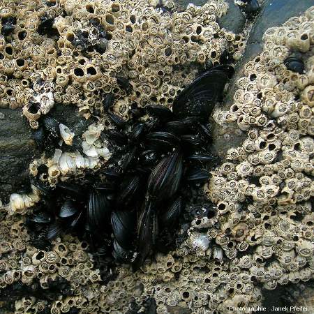 Balanes et moules bien vivantes fixées à des rochers sur la côte atlantique