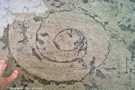Ammonite de belle taille dans une dalle calcaire de l'esplanade du Trocadéro, Paris