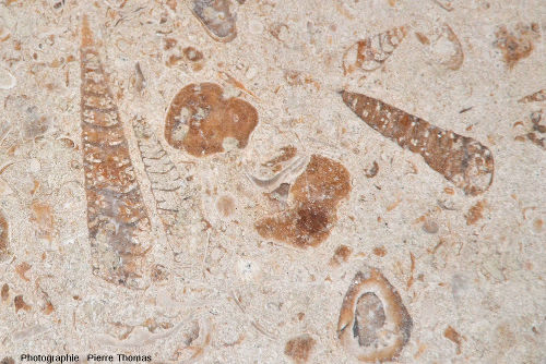 Fossiles de gastéropodes dans une dalle de hall d'hôtel