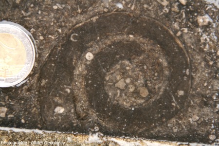 Mollusque du Carbonifère inférieur de Belgique dans un pavé de la rue de Saint Cloud (Lyon)
