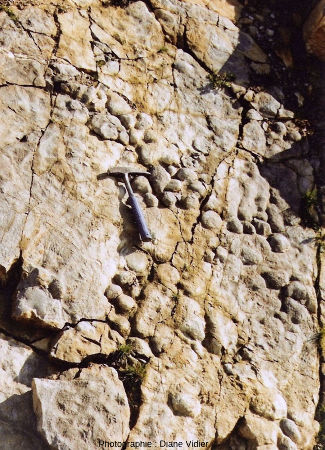 Banc riche en dômes stromatolithiques