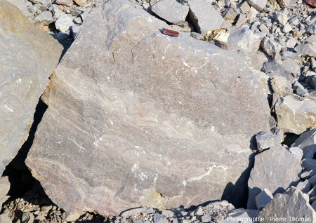 Vue générale d'un bloc de calcaire viséen de la Carrière du Boulonnais (Pas de Calais) montrant la section d'une couche stromatolithique