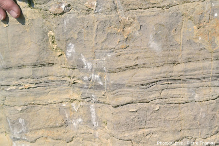 Zoom d'un bloc de calcaire viséen de la Carrière du Boulonnais (Pas de Calais) appartenant au niveau dit « Caroline »