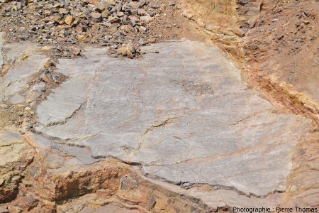 Dalle de calcaire à fente de dessiccation du Viséen (Carbonifère inférieur) de la Carrière du Boulonnais (Pas de Calais)