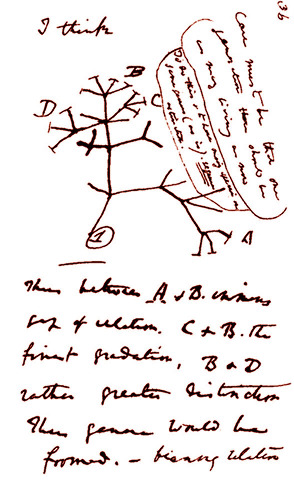 Page d'un carnet de notes de Darwin, carnet écrit en 1837, une vingtaine d'années avant la publication de L'origine des espèces (1859)
