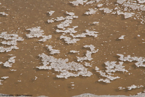 Fleur de sel (halite) flottant à la surface de l'eau d'une placette