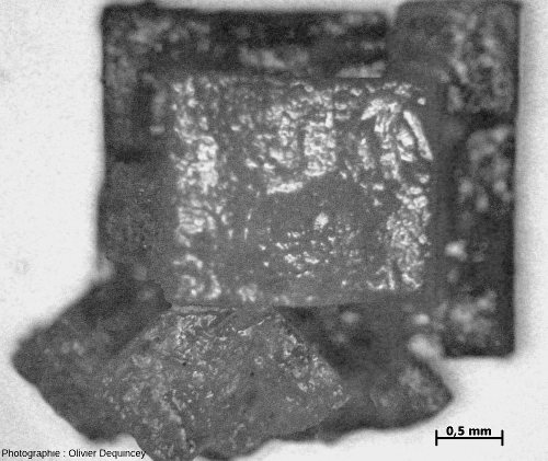 Cubes de sel (halite) de l'île de Ré vu au microscope optique