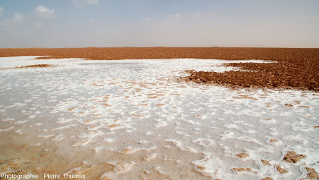 Croûte de sel (au premier plan) en cours de formation sous quelques centimètres d'eau au fond d'un lac salé situé à l'Est de l'oasis de Siwa, Égypte