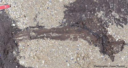 Zoom sur le morceau de bois inclus dans un banc de tourbe, plage de la Pointe aux Oies, Wimereux, Pas de Calais