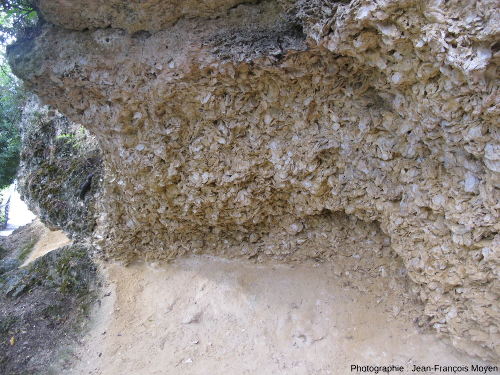 Base du « banc à Huîtres » miocène de Sainte Croix du Mont (Gironde)