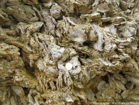 Coquilles d'huîtres fossiles, Sainte Croix du Mont (Gironde)