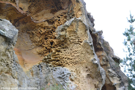 Détails de ce massif de grès complètement "taffonisé", Jaikzibel (Pays basque espagnol)