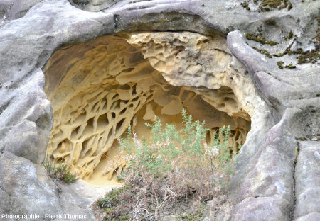 Détail de cette "grotte" à taffonis