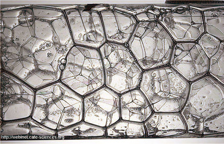Réseau pseudo-hexagonal formé par des bulles de savons jointives ayant crû à la surface d'une vitre