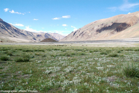 Cadre géo-écologique des sols polygonaux du Baralach La, des prairies à edelweiss situées à 4700 m d'altitude, Ladakh (Inde)