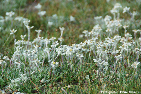 L'edelweiss, une "mauvaise herbe" de l'Himalaya, Ladakh (Inde)