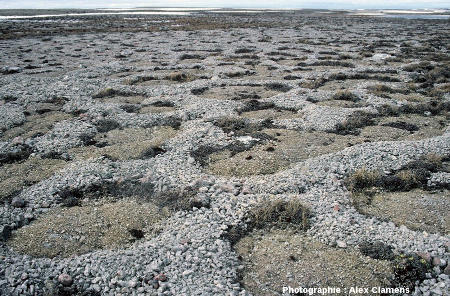 Sols polygonaux en Terre de Baffin (Canada) ou l'accumulation de cailloux des bordures forme des crêtes plus élevé que le centre des polygones
