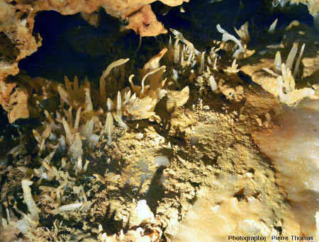 Forêt d'excentriques stalagmitiques, grotte du Grand Roc, Dordogne