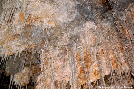 Fouillis d'excentrique croissant au plafond d'une salle de la grotte de Clamouse (Hérault), à la base et entre des stalactites classiques