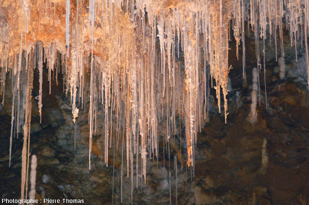 Excentriques croissant sur des stalactites usuels, grotte de Clamouse, Hérault