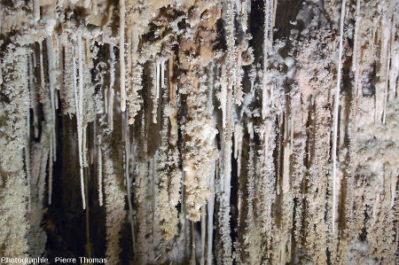 Stalactites recouverts d'aragonite dans la grotte de Clamouse (Hérault)