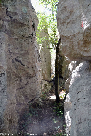 En parcourant des diaclases peu élargies, formant de véritables couloirs ou canyons dans le Bois de Païolive (Ardèche)
