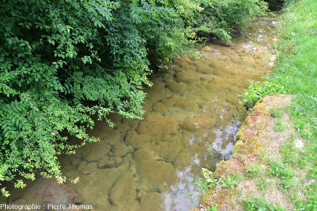 Boules stromatolithiques vivantes tapissant le fond du Dard, ruisseau coulant au fond de la reculée de Baume-les-Messieurs (Jura)