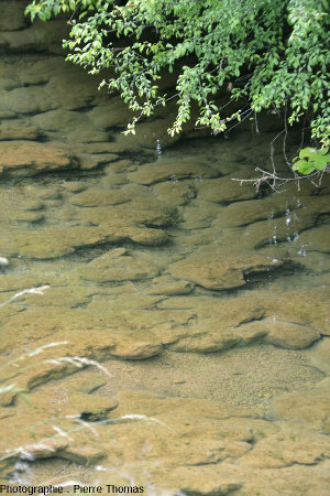 Secteur à stromatolithes dissymétriques, dont la croissance a été rendue directionnelle par le courant du ruisseau qui coule du coin supérieur gauche de l'image vers le coin inférieur droit
