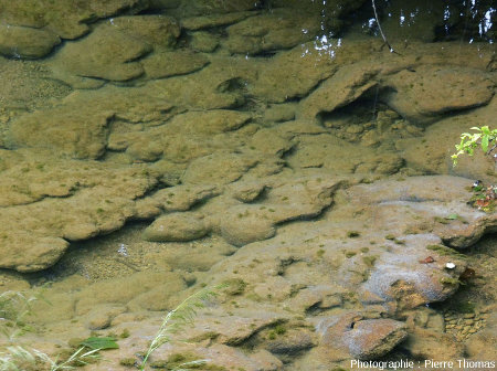 Zoom sur des stromatolithes dissymétriques, dont la croissance a été rendue directionnelle par le courant du ruisseau qui coule du coin supérieur gauche de l'image vers le coin inférieur droit
