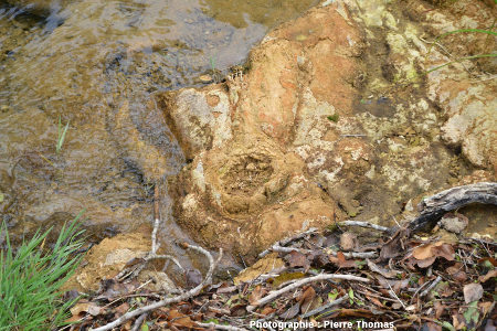 Concrétion stromatolithique émergeant du ruisseau du Dard