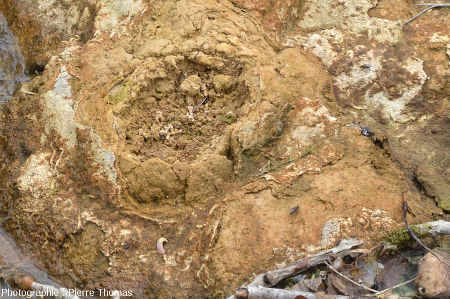 Concrétion stromatolithique émergeant du ruisseau du Dard